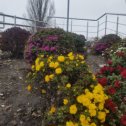 Фотография "Цветы  в городе Ессентуки!  16 Декабря 2023г."