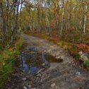 Фотография "Осенние отражения в лужах лесных дорог.  
 Район реки Ура. Мурманская область. Фото 10.09.2021"