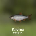 Фотография "https://ok.ru/game/trophyfishing2?193472 Плотва, Карповые, 0.016kg, Волга, Карповое, TF-500, Манка.  #Плотва #Карповые #Волга #Карповое #Манка #trophy #fishing #fish #трофейная #рыбалка #рыба"