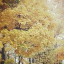 Фотография "https://www.instagram.com/p/BpCyu7mHi1g/?igref=okru
Осень золотая 2018 #осень #осень2018  #хорошийдень #настроениеосень #настроение👍"