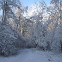 Фотография "Много снега - тяжело деревьям"