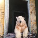 Фотография "В России медведи не только по улицам гуляют, они еще и свою недвижимость имеют )"