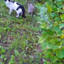 Фотография "У дома на Калинина 33 потерялся котенок,кошка второй день ходит ищет его ,громко зовёт .Может кто видел его просьба принести к дому."