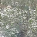 Фотография "Листья деревьев за окном..в снегу..！9.05.2024г.Пенза."