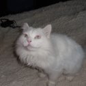 Фотография "Ося-ангорский кот, слегка подстрижен, так как не любит когда его причёсывают."