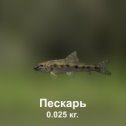 Фотография "https://ok.ru/game/trophyfishing2?193472 Пескарь, Карповые, 0.025kg, Волга, Карповое, TF-500, Манка.  #Пескарь #Карповые #Волга #Карповое #Манка #trophy #fishing #fish #трофейная #рыбалка #рыба"