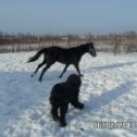 Фотография "добродушный адекватный коник ждет детишек"