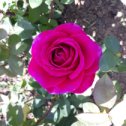 Фотография от Розы для Вашего сада