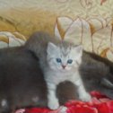 Фотография от Продажа котят британские Шиншиллы