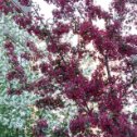 Фотография "Сегодня обнаружила две яблоньки с бордовым цветами. Никогда раньше не видела. На Гагаринской возле O'hara. А вы видели где-нибудь ещё? Говорят, на Фрунзе есть.
.
.
.
#яблоняцветет #весна2020 #Новосибирск #яблоня #ранетка"