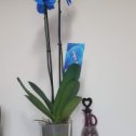 Фотография "Очень нравятся цветы  "Орхидеи" .Вот приобрела такое чудо. "