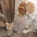 Фотография "Наш старенький кот и пёс. Они очень дружны.😊👍"
