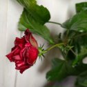 Фотография "Китайская роза расцвела, жаль не надолго."