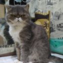 Фотография "Потерялся кот. Ему 18 лет, домашний, к улице не приучен. Кто видел или что-то знает напишите! "