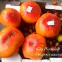 Фотография "Индет, плоды  двухцветные  , мясистые, плотные, очень вкусные, вес 800гр +_."