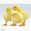 Фотография "Продаем цыплят бройлера (Кобб 500, Росс 308, цветной бройлер Ретбро) яйцо Европа # все вопросы по телефону 89517515205"