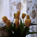 Фотография "Любимые жёлтые тюльпаны 🌷 от моих  мужчин"