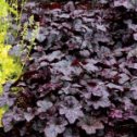 Фотография "Гейхера Плам Пудинг имеет уникальный фиолетово-пурпурный цвет листвы, края которой слегка гофрированные, с серебристым узором, который проявляется особенно ярко в середине лета и осенью. Сорт сильный, неприхотливый, в высоту достигает около 50 см. Цветки "
