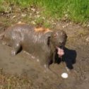 Фотография "грязевые ванны моей собаки"