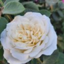 Фотография "Прекрасная роза"
