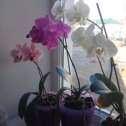 Фотография "Мои орхидеи зацвели к 8 марта!"