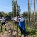 Фотография "11.04.2024 Павлония - очень красивое дерево, вырастает за год на два метра. Поэтому и саженцы такие "маленькие"."