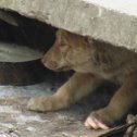 Фотография "В поселке Водников живут под бетонной плитой 5 щенков. Этот очень осторожный и добрый. Все тянутся к людям, приветливые и здоровые на вид. Мама у них добрая и заботливая. Возьмите к себе, будут верными друзьями. . тел. 8 960 759 88 48 Помогите, пожалуйста"