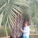 Фотография "под пальмами в гаграх"