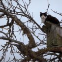 Фотография "Наблюдал сегодня за скворцом: эх, скворцы уже не те."