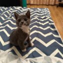 Фотография "Рязанский котик теперь живет в Пензе у моей сестренке,крупно повезло моему подкидышу"