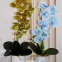 Фотография "Орхидеи премиум качества. Заказ Елены Ж."