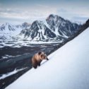 Фотография "— Медведь-скалолаз обходит свои владения и поднимается на одну из чукотских сопок"