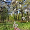 Фотография "Май и магнолия в Ботаническом саду.

#дарьяалифанова #москва #ботаническийсад #май #магнолия #dariaalifanova #moscow #botanicalgarden #may #magnolia"
