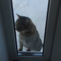 Фотография "Соседский кот арчик по даче в гости пришел"