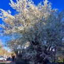 Фотография "Весна...  Апрель...  Зацвели деревья...  07.04.2024..."