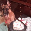 Фотография "А нам уже 6 лет!!!☺🐕🐶🎂🎂🎂🎉🎉🎉🎉🎉"