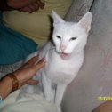 Фотография "Турецкий кот пытается меня сожрать ... не любит фотографироваться :)"