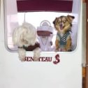 Фотография "Pet friendly Мы любим животных и  будем рады видеть  вас и ваших  питомцев на нашей яхте в увлекательном путешествии."