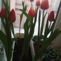 Фотография "Посадили с сыном тюльпаны и вот такие красавцы распустились 8 марта!!!!!!! ✌️😉"