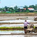 Фотография "#рис #посевная #сводки #с #полей #rice #sowing #summaries #c #fields"