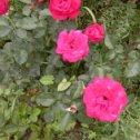 Фотография "Зацвели розы"