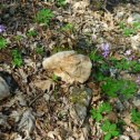 Фотография "Обитатель крымского леса-каменный заяц."