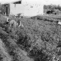 Фотография "На уборке урожая помидоров в Узбекистане (май 1986 г.)"