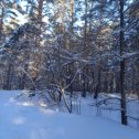 Фотография "Как всё таки хорошо зимой в лесу......"