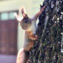 Фотография "Вот такие замечательные белки живут у нас в парке Толстого"