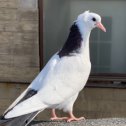 Фотография от PIGEONS AZERBAIJAN