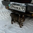 Фотография "Отдам котика в добрые руки, живет 4й год в гараже, не стало времени за ним ухаживать, очень жаль!"