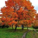 Фотография "Немного ярких красок 🍂🍁
⏫
#leaf #contrast #natureshots #main_vision #liveoutdoors #vsconature #vscolife #vscomood #folkgood #nakedplanet #minsk #naturewalk #seasons #falltime #autumnleaves #минск #autumn🍁 #autumncolors #autumnvibes #theimaged #naturebeauty #ig_mood #special_shots #ourplanetdaily #ig_myshot  #keepexploring #mobilemag #weekly_feature #special_shots #ig_shotz #lifebynet
⏬
Фото @ineffablyyyy"