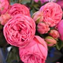 Фотография "Роза Пинк Пиано чайно-гибридная, Тантау Цветок розовый, шаровидный вначале, затем чашевидный, с легким ароматом малины, диаметром 10-12 см. Цветение повторное, до заморозков. Листва глянцевая."