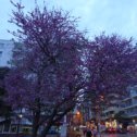 Фотография "весна в Анталии,апрель 11г"